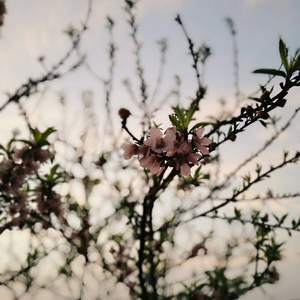 大梅婶读全文原文
