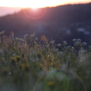 大梅婶读全文原文
